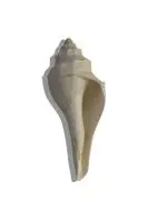 Akshayshree Sales Vamavarti Sankh/Sankh White [Pack of 1] (Weight - 15 to 35 gm) (Lenth - 2.5 cm to 5.5 cm) (Width - 1.5 cm)