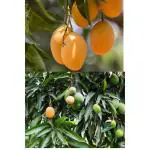 Cloud Farm Alphonso Mango Plant & Tree The King Of Indian Mango Grafted Plant Hapus Ratnagiri Variety in Grow bag || Plant hight 1.5-2 ft (Pack Of 1),CF_39