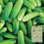 Optimal Seeds Salad Cucumber Vegetable Seeds (30 Nos)