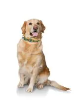 Buraq Brown and Green Dog Adjustable Collar with Buckle