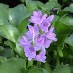 Hug A Plant Water Hyacinth / Kulavazha (Eichhornia Crassipes) Live Plant (Home & Garden)