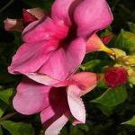 PLATONE Almond Plant_almond plant nfkjf pai(y139