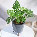 Online Plant Bazar Green Philodendron Broken Heart Indoor Live Plant-B2