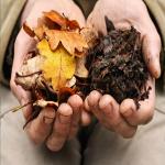 AYODvati natural Dry leaves Fertilizer/organic manure/Desi khad 1kg