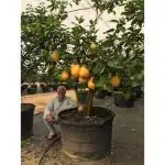 Cloud Farm Healthy Fruit Plant Large Lemon Vadukapuli Naranga (Wild Lemon) Fruit Plants for Balcony Plant(1 Healthy Plant),CF_L80
