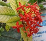 CooPany Ixora Live Plant/Idly Poo Red Flower Live Plant with Safe and Secure Packing