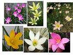 PARYAVARAAN Zaphyranthus - Rain Lily Mixed Flower Bulbs 2 Pc By PARYAVARAAN