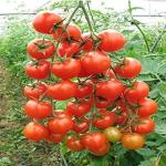 The Entacloo Tomato Plant_tometo plant nfkxg pai(x245