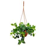 Hug A Plant Peperomia Angulata Hanging Plant With Pot