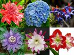 NooElec Seeds India Flower Seeds Combo - 6 Exotic Flower Varieties Seeds For Gardening