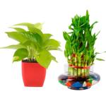 PHULWA 3 Layer Lucky Bamboo Plant In Cylindrical Glass Vase With Multicolor Stones And Golden Money Plant In Red Square Pot (Set Of 2)