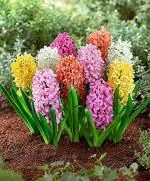 PARYAVARAAN Hyacinth Flower Seeds (Bulbs) For Winter Season Home Gardening pack of 10 bulbs