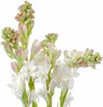 Only For Organic Bengal Rajnigandha/Tuberose (Pack of 10 Bulbs)