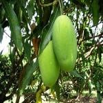 Kapebonavista Dasheri Mango Mid-Season live Plants