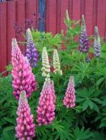 PARYAVARAAN Seeds Lupin Flower Seeds Hybrid All Mixed Colors Seeds For Home Gardening pack of 100 seeds