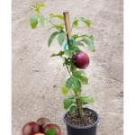 Cloud Farm Rare Purple Hybrid Passion Fruit Healthy Seedling Plant,CF_T21