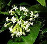 ONLINE PLANT BAZAR RAAT KI RANI/NIGHT BLOOMING JASMINE FLOWER PLANT(PACK OF-1)