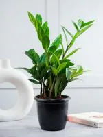 Nurturing Green Air Purifying Live Indoor ZZ Plant For Home in Black Fiber Pot (Size : Small)