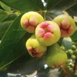 Cloud Farm Syzygium Rose Water Apple Wax Apple Java rose apple Jamrul Fruit Healthy Plant[CF2194]