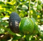 Cloud Farm Avocado Plants Healthy Plant[CF10]