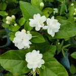 Online Plant Bazar White Arabian Jasmine Mogra Bel Flower Live Plant
