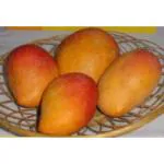 Cloud Farm Pusa Lalima Healthy Mango Plant Healthy & Grafted CF_N1_55