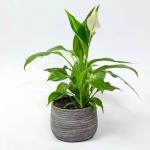 Cloud Farm Hybrid and Spathiphyllum Peace Lily Plant - 200 mm CF1414