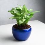 Floweraura Decorative Air Purifying Green Syngonium Live Indoor Plant In Blue Metal Vase Pot For Living Room, Table Corner, Bedroom, Balcony, Office/Home Decor And Gifts For Friends, Relatives, Neighbours & Colleagues