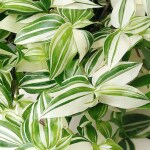 Ashokavanam Wandering jew Variegated plant (Tradescantia zebrina)