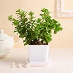FlowerAura Air Purifying Live Indoor Jade Plant In White Plastic Pot For Living Room, Balcony, Bedroom, Home/ Office Decor, Birthday Gift, Anniversary Gift, Diwali Gift & Occasions Gift