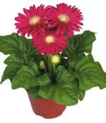 Heaven Of Saplings Gerbera Plant (Pack of 1)