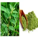 Vi Vethan Amman pacharisi (Snake weed) powder 100gm