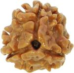 Feel Touch Mart 3 Mukhi Nepal Genuine Rudraksha Teen Mukhi Beads with Lab Certified for Men & Women