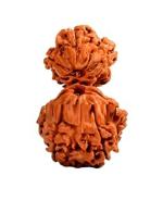 Feel Touch Mart Nepal Gauri Shankar Rudraksha Premium & Pure Seed for Pooja Jaap Original Certified