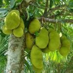 Dishita - Go Green Live Nurseryoutdoors Jack Fruit, Kathal, Artocarpus Heterophyllus (Grown through seeds) - Plant
