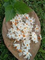 Greenery Nursery Parijat/Harsingar Plant (Hybrid, Pack of 1)