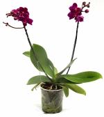 India Gardening Phal. Multiflora
