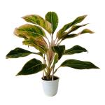 Hug A Plant Aglaonema Pink Aurora - Live Plant in Small Pot