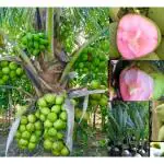 Cloud Farm Thai Pink Coconut Tree Height 2-3 Feet Dwarf coconut tree Plant Fruit After 2-3 Year Hybrid 1 Healthy Plant,CF_35