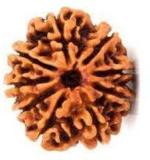 Feeltouchmart Brown Wood 9 Mukhi Nepal Rudraksha Beads Hgj00-1001-2411
