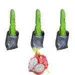 Cloud Farm Dragon Fruit Combo Pack of All Three- 3 Varieties-Pink Skin but White Flesh.Hybrid Rooted Dragon Saplings.[Pack of 3]