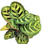 INDIAN FLORA : Calathia Mokoyaana , Natural Live Plant , Elegant Ceramic Pot , Air Purifying , Home Decor ,