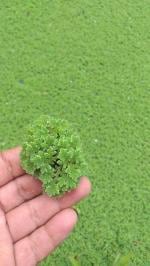 PLATONE duckweed(Pack Of1)