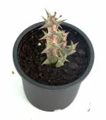 India Gardening Caralluma Hesperidum cactus