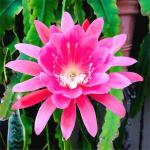 Plantzoin Orchid cactus Nishagandhi Epiphyllum oxypetalum Brahma kamal (Pink) Live Plant (One Healthy Leaf)