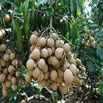 Platone Chiku Plant (KH-324)