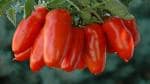 PLATONE San marzano Tomato seeds American Sam merzano F1 Hybrid(Pack Of100 x seeds)