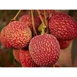 Cloud Farm Healthy & Fresh juicy BOMBAY Litchi plant Hybrid Tree (Air Layering) 1.5ft Sweet & juicy Short Time Lychee Hybrid Litchi Plant,CF_T101