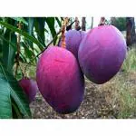 Cloud Farm Rare Mango Fruit 1 Grafted Healthy Plant - Variety : Thailand Purple Mango CF_1043
