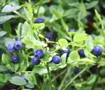 Plantzoin Bog blueberry Western blueberry Vaccinium uliginosum Gua koli(Blue) Live Plant